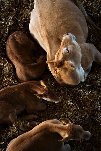 A cow with three calves, Gelderland