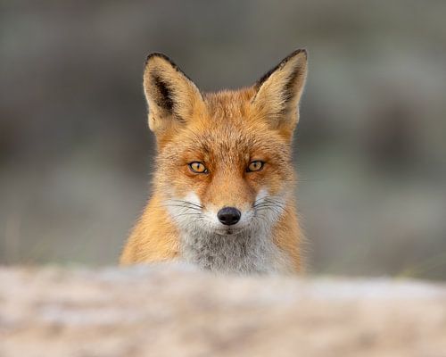 Se lever tôt et braver le froid pour voir un renard sur Patrick van Bakkum