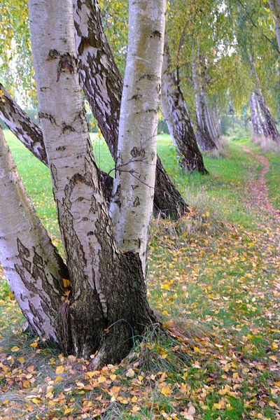 birches by Ostsee Bilder