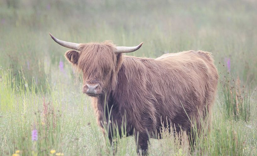 Scottish Highlander in tall grass by natascha verbij