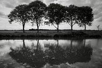 Miroir de 5 frênes le long de l'AE Scharmer