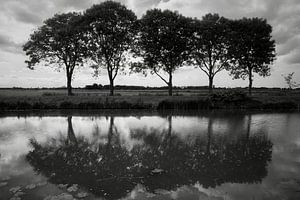 Miroir de 5 frênes le long de l'AE Scharmer