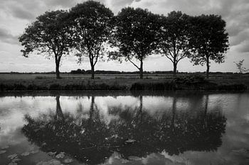 Miroir de 5 frênes le long de l'AE Scharmer