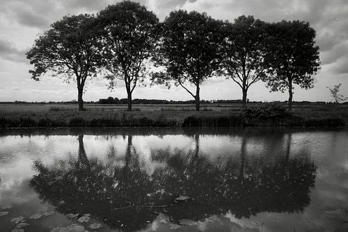 Spiegelplaatje van 5 essen langs de Scharmer AE