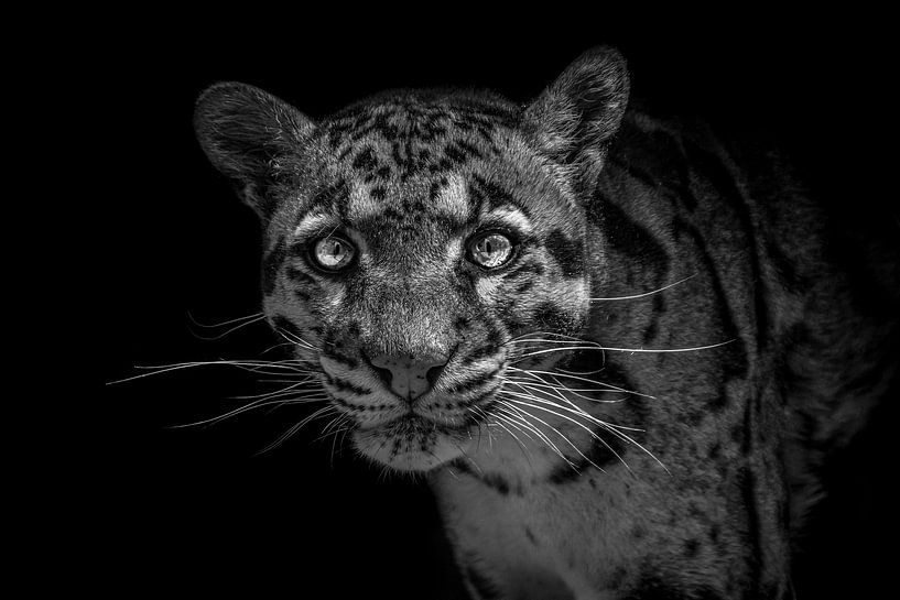 Sprühpanther (schwarzer Hintergrund) von Daphne van Dam