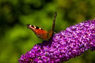Dagpauwoog op vlinderstruik van Vinte3Sete thumbnail