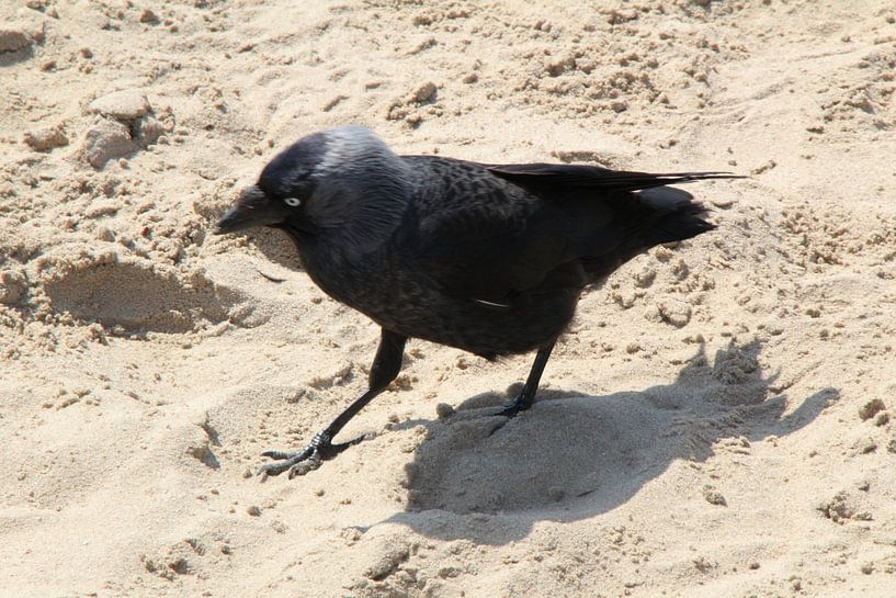 vogel in het zand by Danielle Vd wegen
