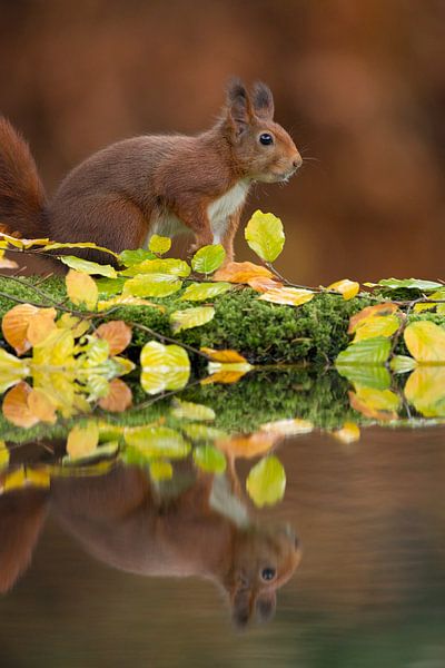 Écureuil dans un décor d'automne. par Rob Christiaans
