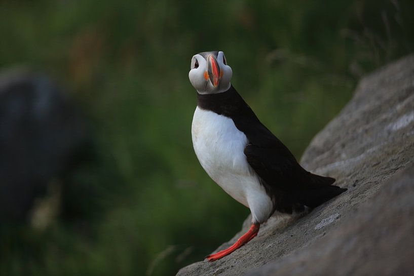 Macareux moine ou macareux moine, Fratercula arctica, Norvège par Frank Fichtmüller