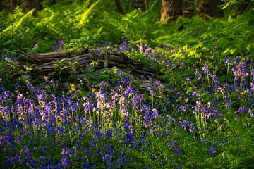 Surrounded by wild hyacinths. by Margreet Frowijn