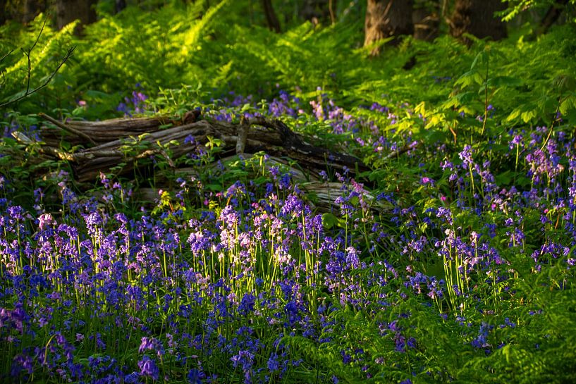 Surrounded by wild hyacinths. by Margreet Frowijn