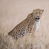 Anxious leopard! van Robert Kok