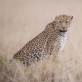 Anxious leopard! van Robert Kok