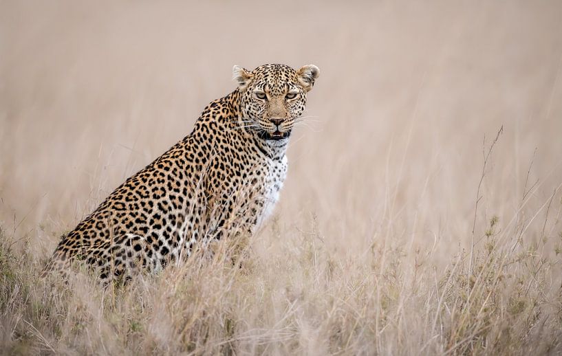 Ängstlicher Leopard! von Robert Kok