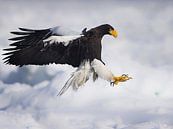steller sea eagle by Alexander Koenders thumbnail