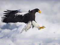 Stellerscher Seeadler