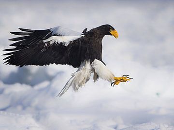 steller sea eagle by Alexander Koenders