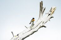 De roodborsttapuit van Danny Slijfer Natuurfotografie thumbnail