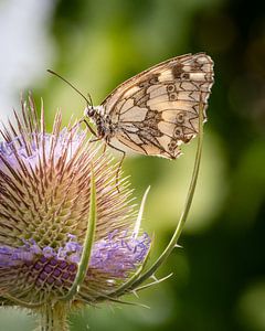 Ein Schmetterling auf der Blüte von Jens Sessler