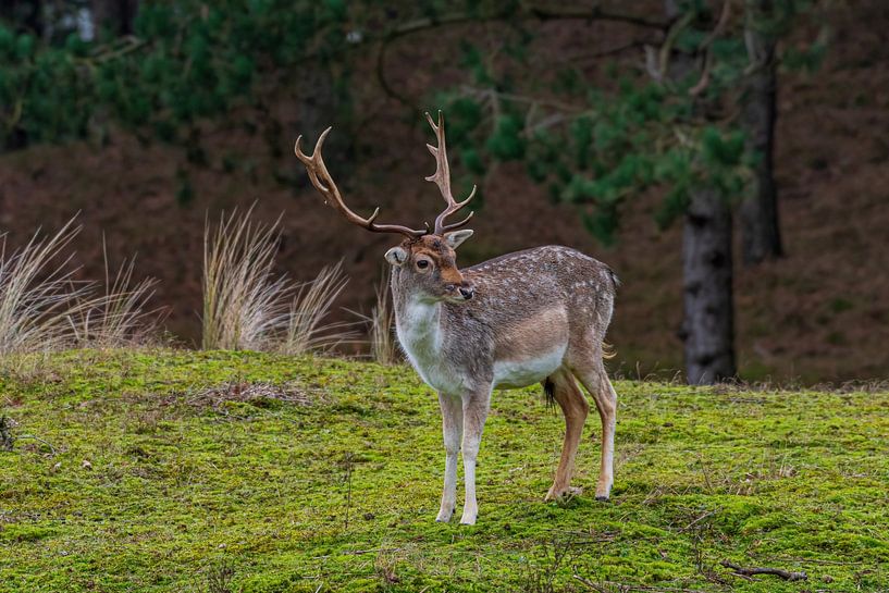 Fallow deer AWD by Merijn Loch