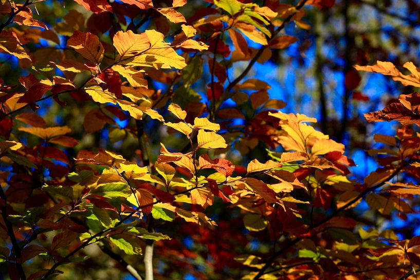 Beech by Thomas Jäger