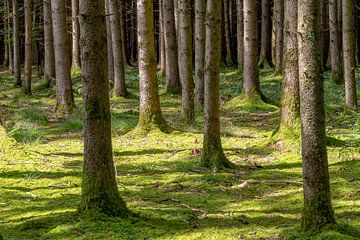 Spruce forest in the morning by Hans-Jürgen Janda