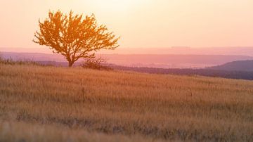 Lonely tree on a grain field in the Swabian Alb at sunset