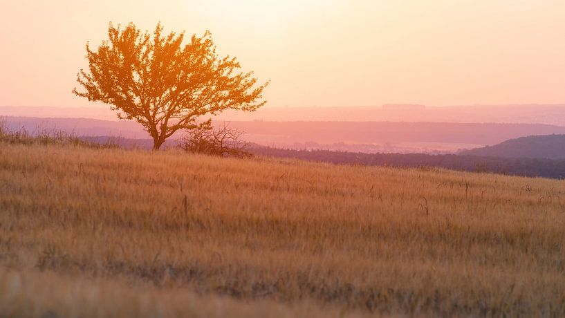 Lonely tree on a grain field in the Swabian Alb at sunset by Daniel Pahmeier