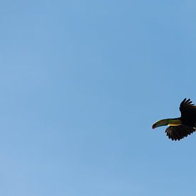 Toucan in Costa Rica by Berg Photostore