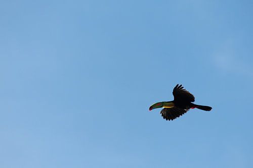 Toekan in Costa Rica