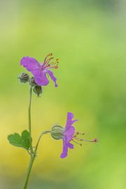Stilleben einer rosa Geranie von John van de Gazelle fotografie