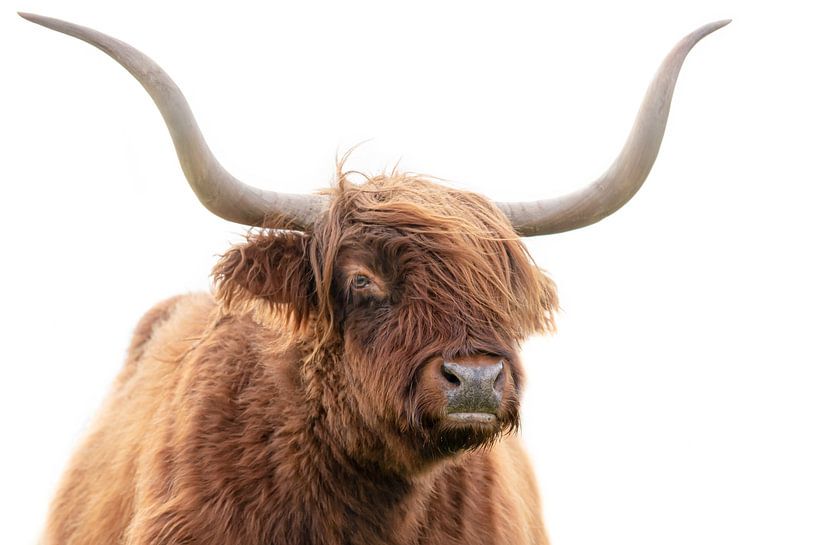 Scottish Highlander by Karel Ton