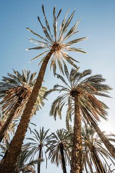 Palmbomen onder Zonlicht Tropisch Perspectief omhoog