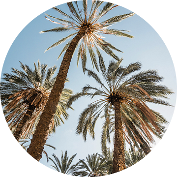 Palmbomen onder Zonlicht Tropisch Perspectief omhoog