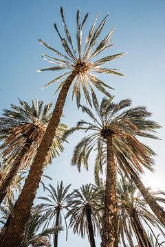 Palmiers au soleil Perspective tropicale haut sur Femke Ketelaar