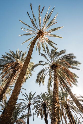 Palmbomen onder Zonlicht Tropisch Perspectief omhoog