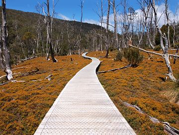 Tasmanian roads van Ryan FKJ