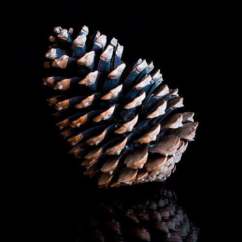 Dennenappel in kleur