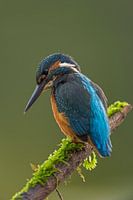 IJsvogel loerend op een stok