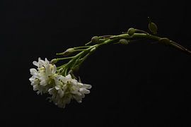 White blossom of an herb by Gea van der Veen-Smedeman
