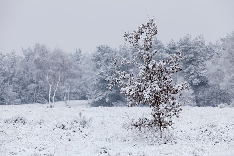 Winter by André Dorst