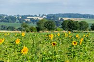 Blühende Sonnenblumen in Simpelveld von John Kreukniet Miniaturansicht