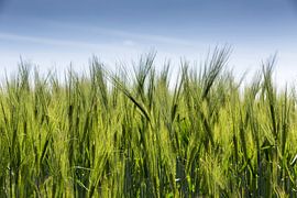 Wheat field by Frank Herrmann