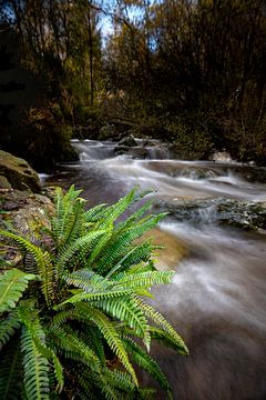 Navigation sur le ruisseau Bayehon