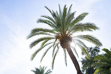 Zonnestralen door de palmboom in Cordoba van Angeline Dobber