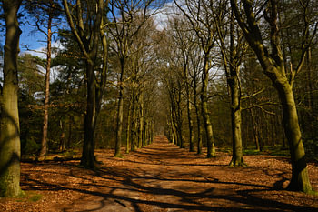 Oneindig pad in schitterend bos