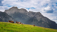 Des vaches dans un alpage, avec pour toile de fond les imposantes montagnes de l'Allgäu