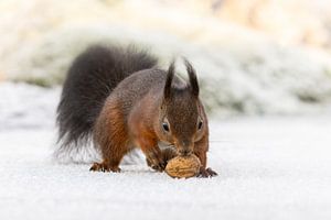 Écureuil dans la neige chassant une noix sur KB Design & Photography (Karen Brouwer)