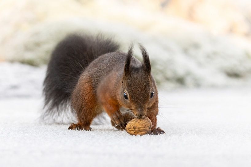 Eekhoorntje in de sneeuw achter een walnoot aan van KB Design & Photography (Karen Brouwer)