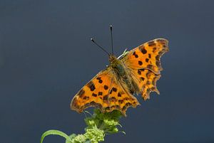 Aurelia-Scheidechickade
